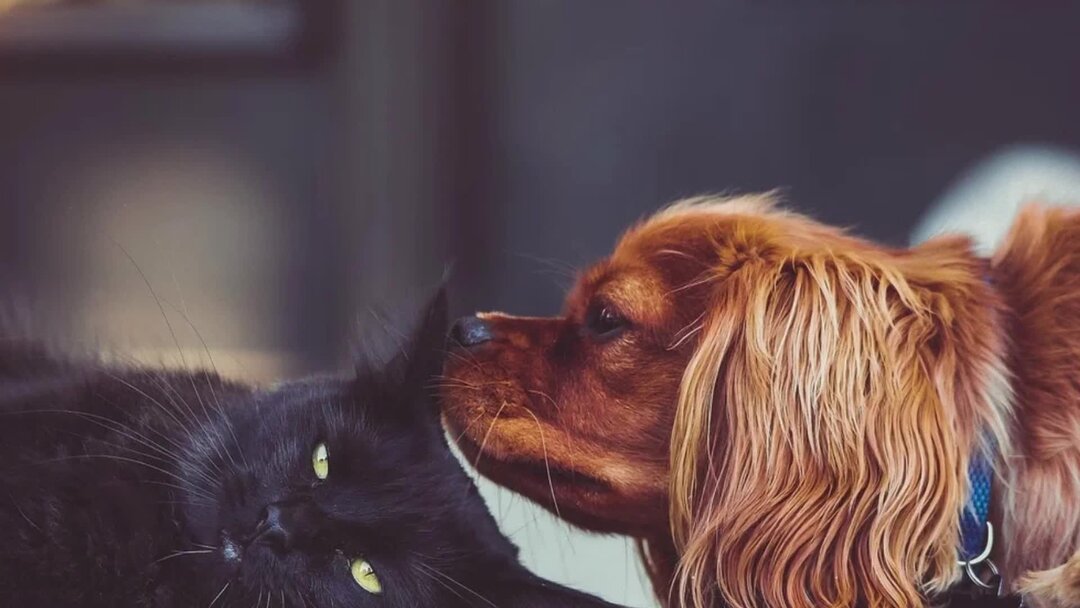 Between dogs