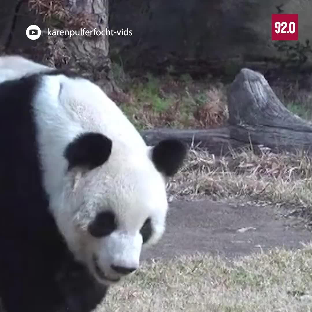 Панд забрали из сша. Панд забрали из сша. Панд забрали из сша. Панд забрали из сша. Панд забрали из сша.