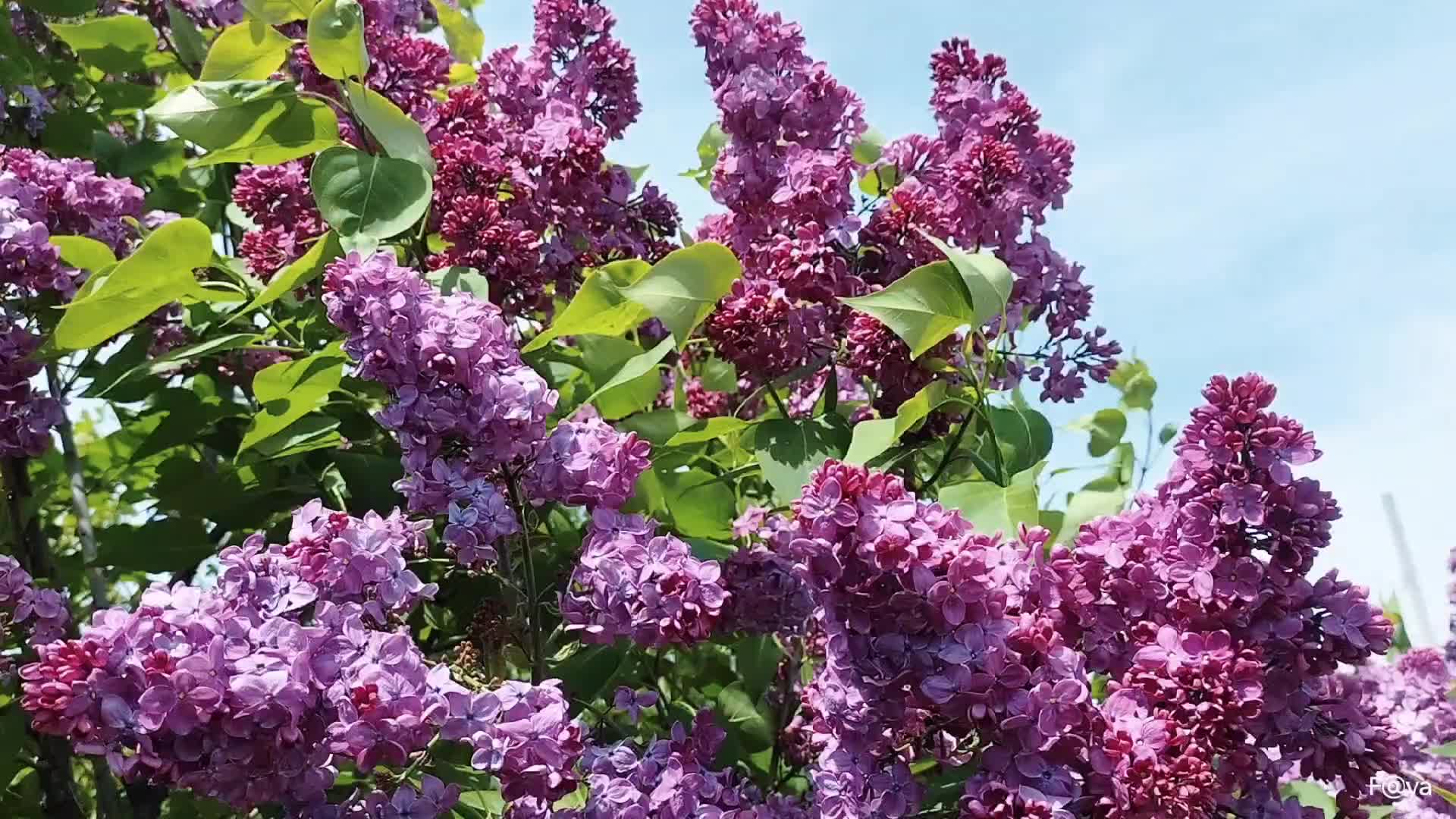 Песня сирень видео. Ветка сирени. Куст сирени. Одинокая ветка сирени.