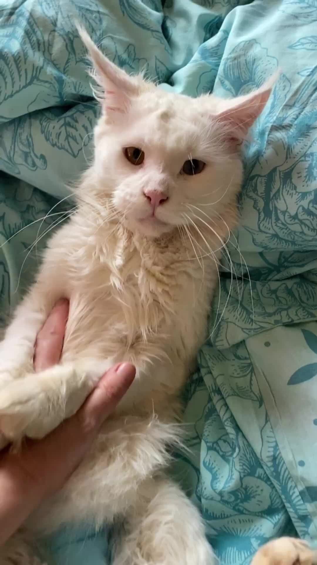 дзен хвостики