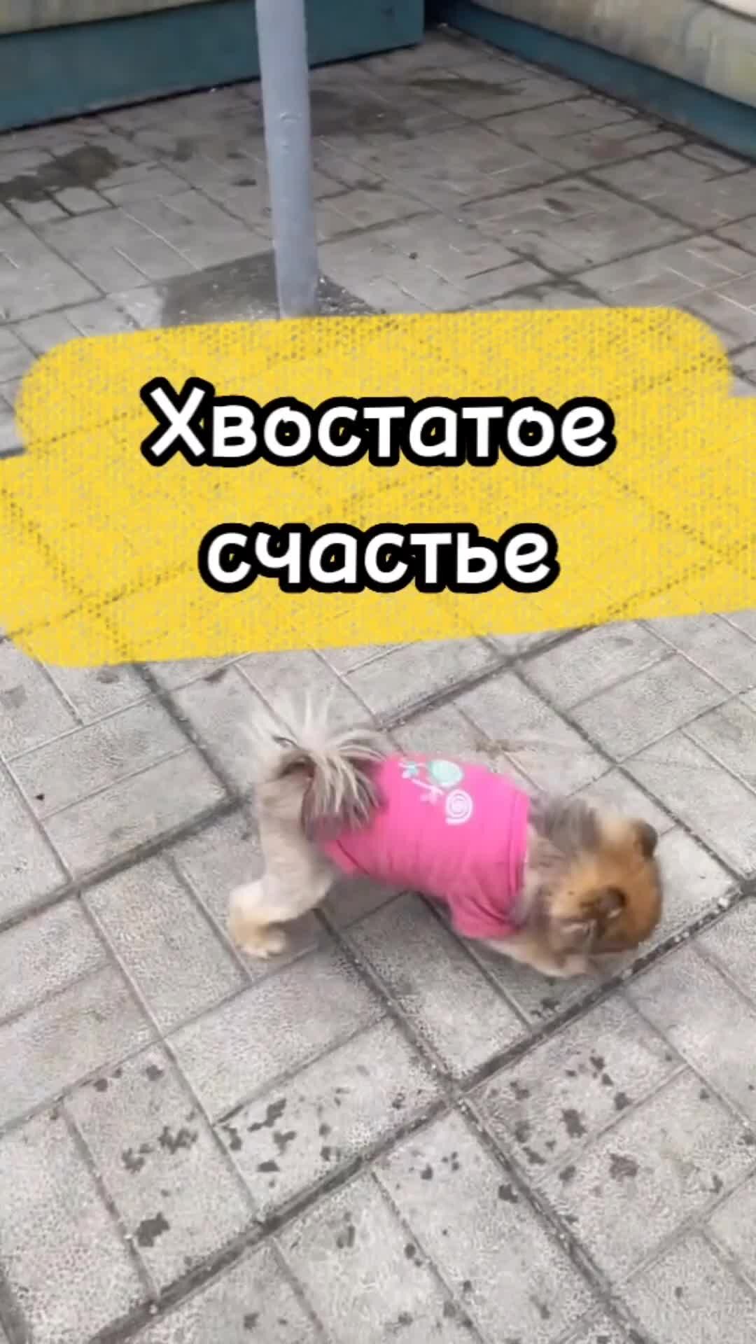 Про бусю и баню дзен хвостатое счастье