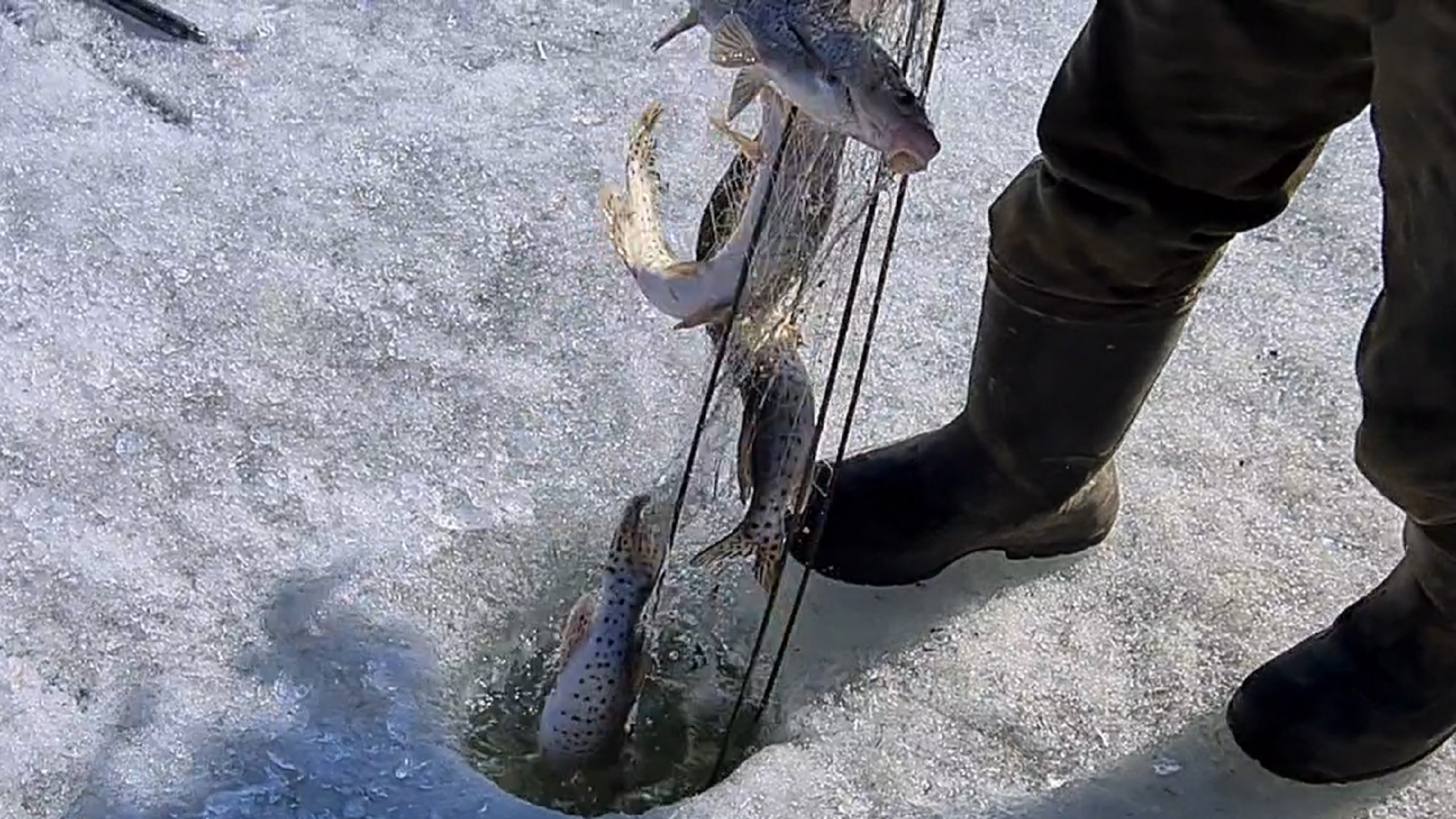 Хапуга летом с берега видео. Зонт-малявочник "ванька-встанька". Привет с рыбалки. Оснастка хапуги для зимней. Рыболовная снасть хапуга.