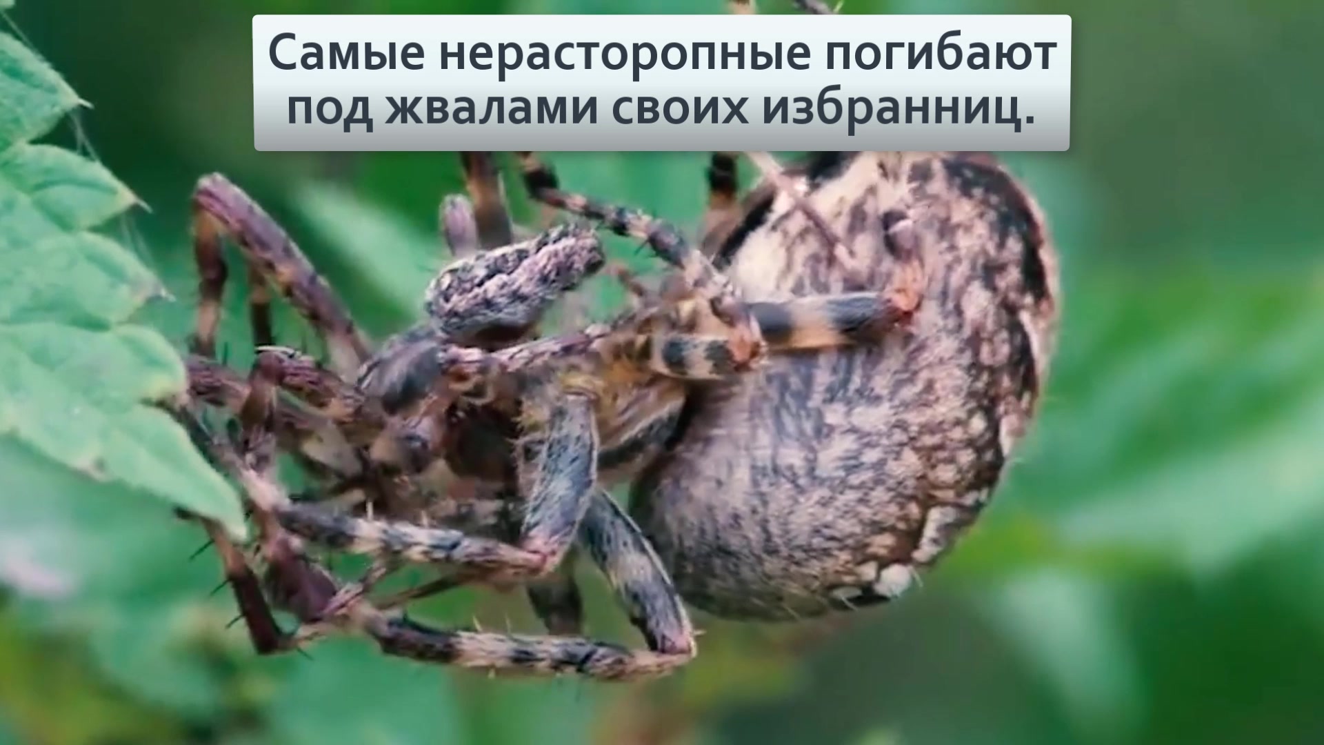 пауки крестовики фото в россии