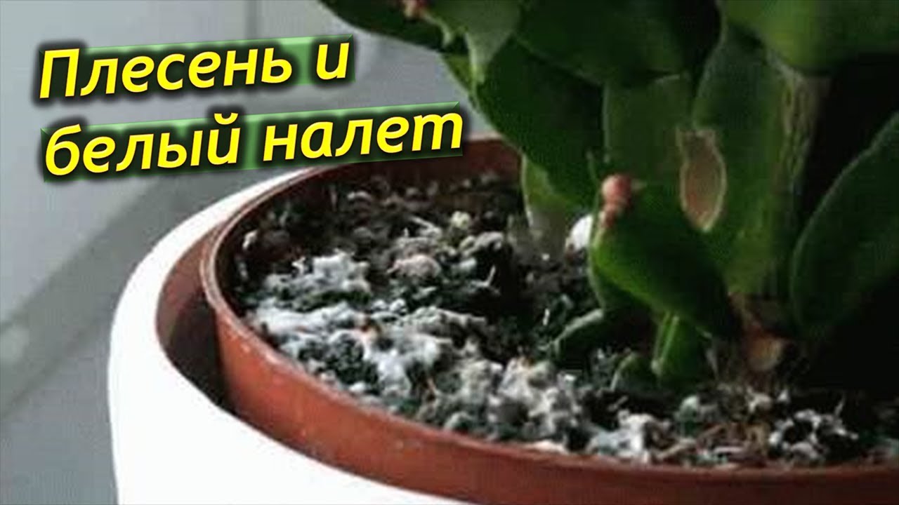 плесень в цветочном горшке. плесень в цветочном горшке. белая плесень на земле комнатных растений. грибок в цветочных горшках. плесень на земле в цветочных горшках.