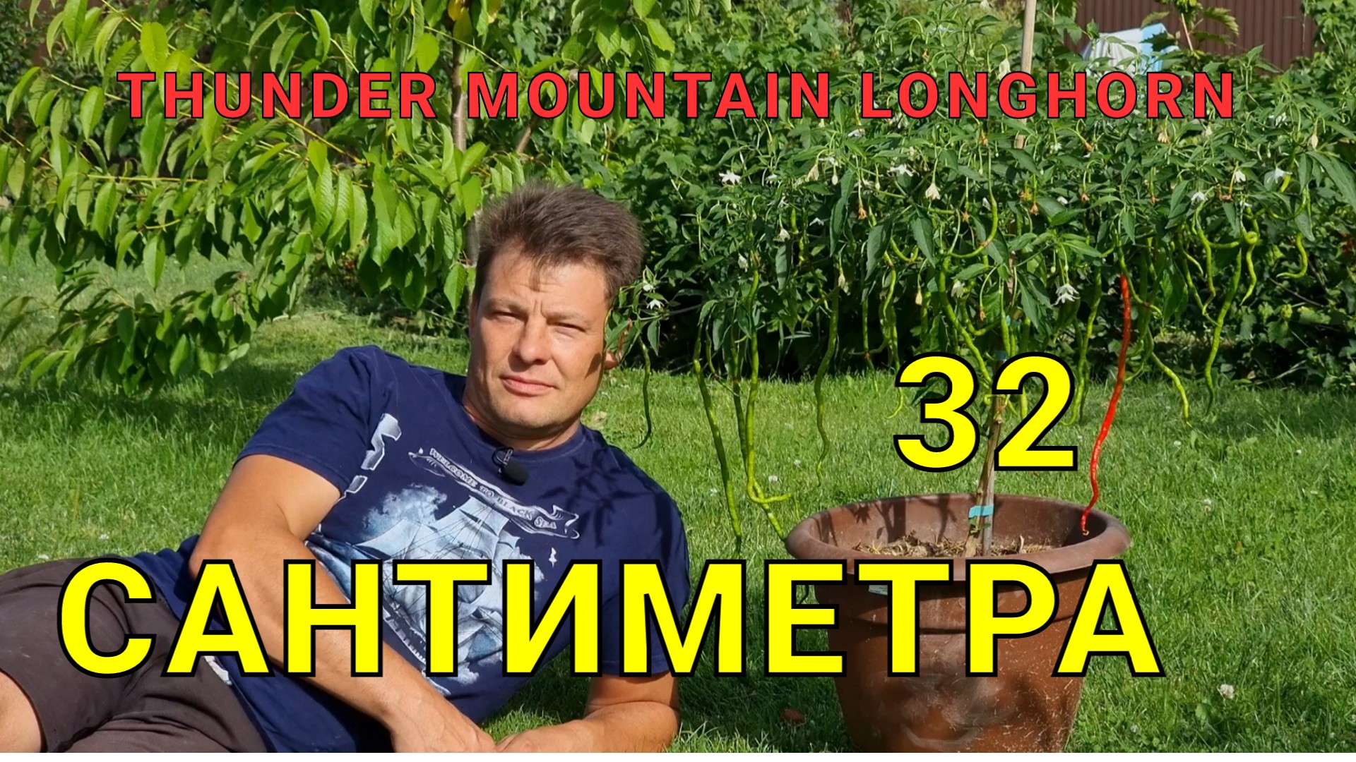 Thunder mountain longhorn. Острый перец Thunder Mountain Longhorn. Острый перец Тандер Маунтин лонгхорн высота. Самый длинный в мире перец Thunder Mountain Longhorn фото. Сколько сковилей в острый перец Thunder Mountain Longhorn самый длинный перец.