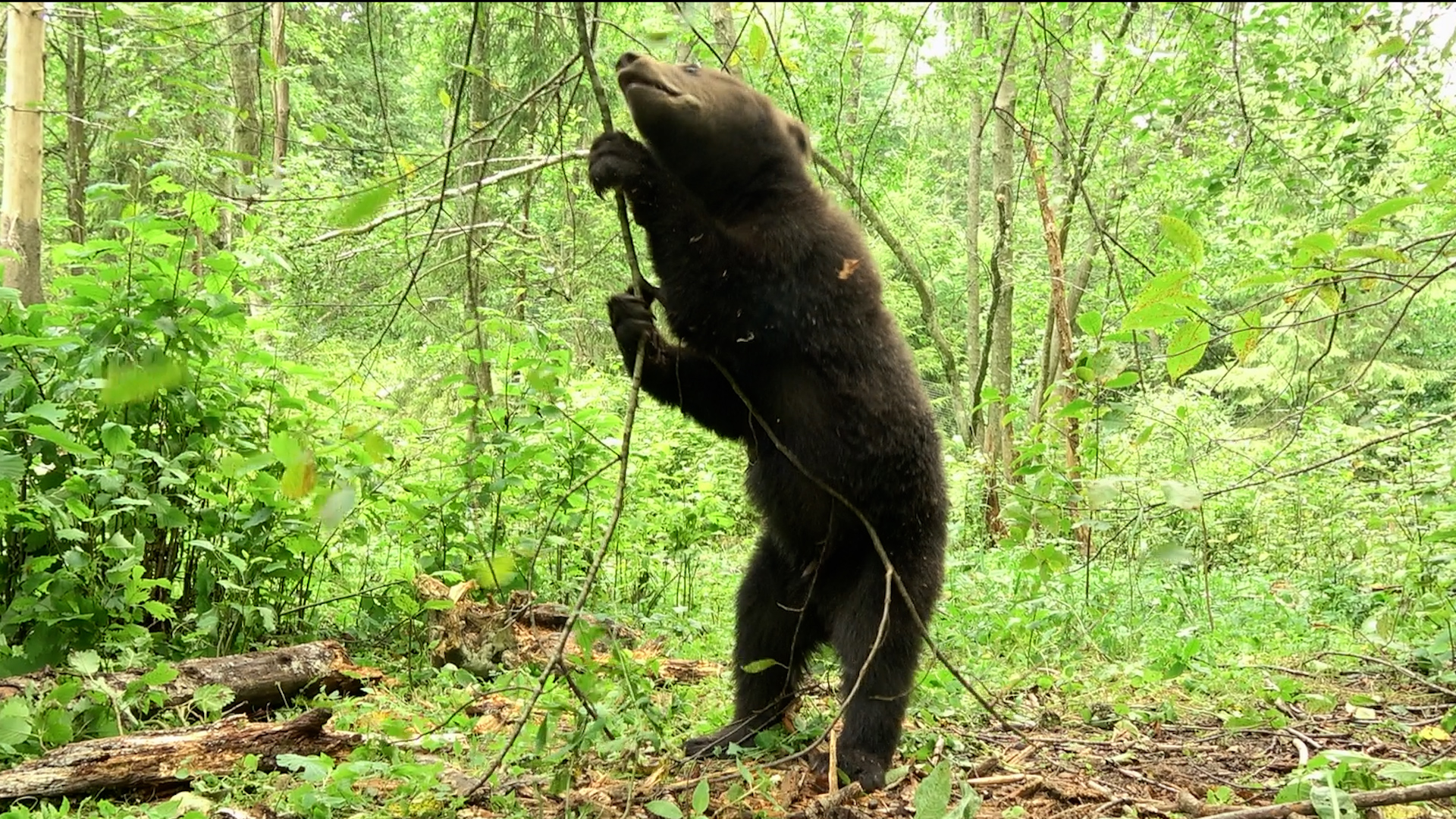 Канал bear. Медвежата. Медвежьи забавы. Центр леса. Медведь расти с Хабаровском.