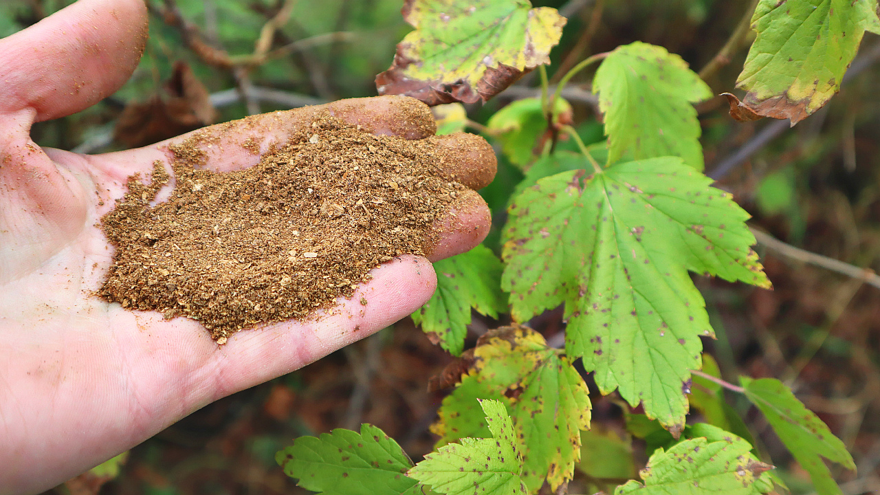 Чем подкормить клубнику весной для хорошего урожая. Табачная пыль 3л. Удобрение для клубники весной для увеличения урожая. Табачная пыль от вредителей. Табачная пыль для огорода.