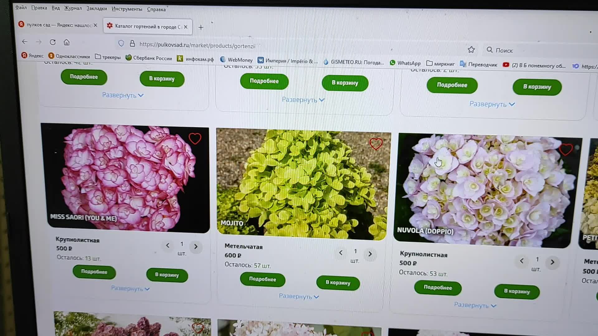 Каталог пулков сад на 2024 год. Пионы пулков сад. Пулков сад лилии. Каталог пулков сад на 2024 год. Пион молочноцветковый джакорма.