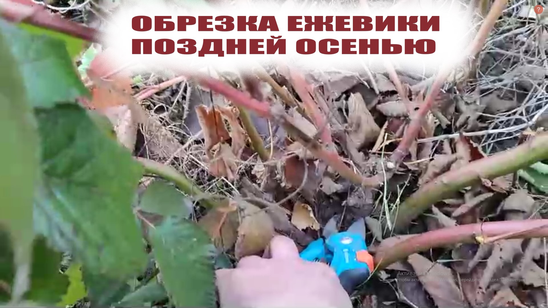 Ежевика обрезка весной для начинающих схема видео