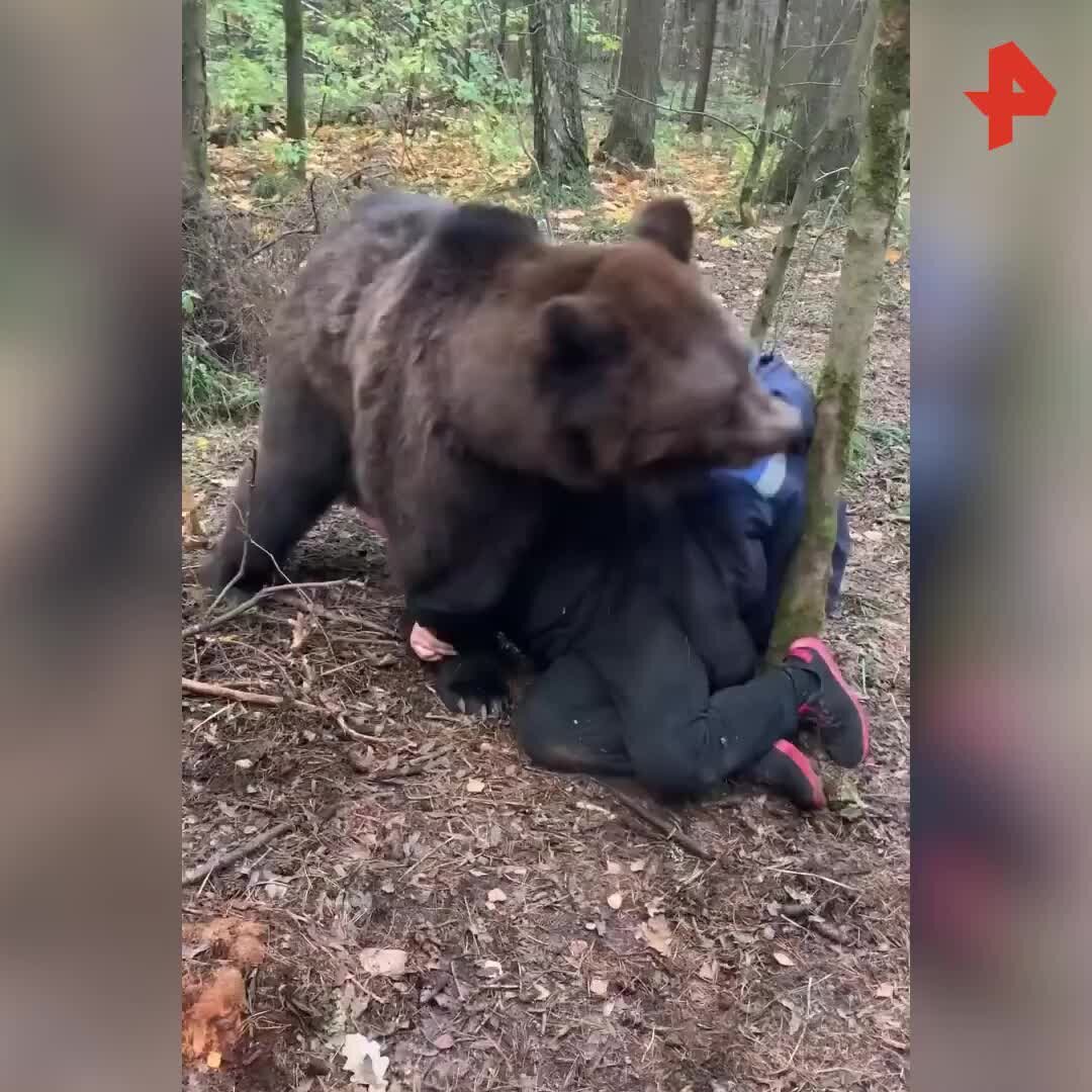 Нападение медведя 2023. Медведь напал на вахтовиков. Медведь загрыз вахтовиков. Медведь загрыз вахтовиков трупы.