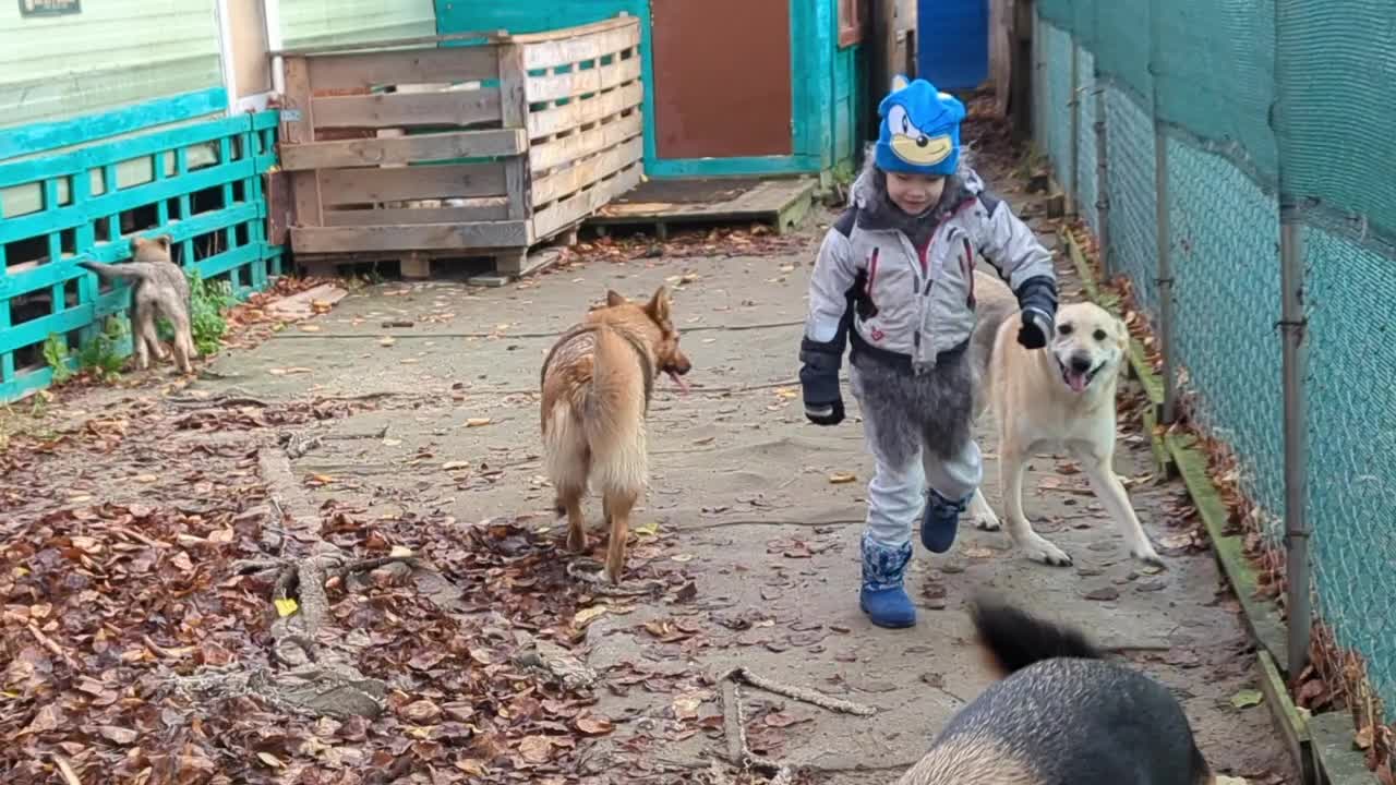 Приют ковчег калининград