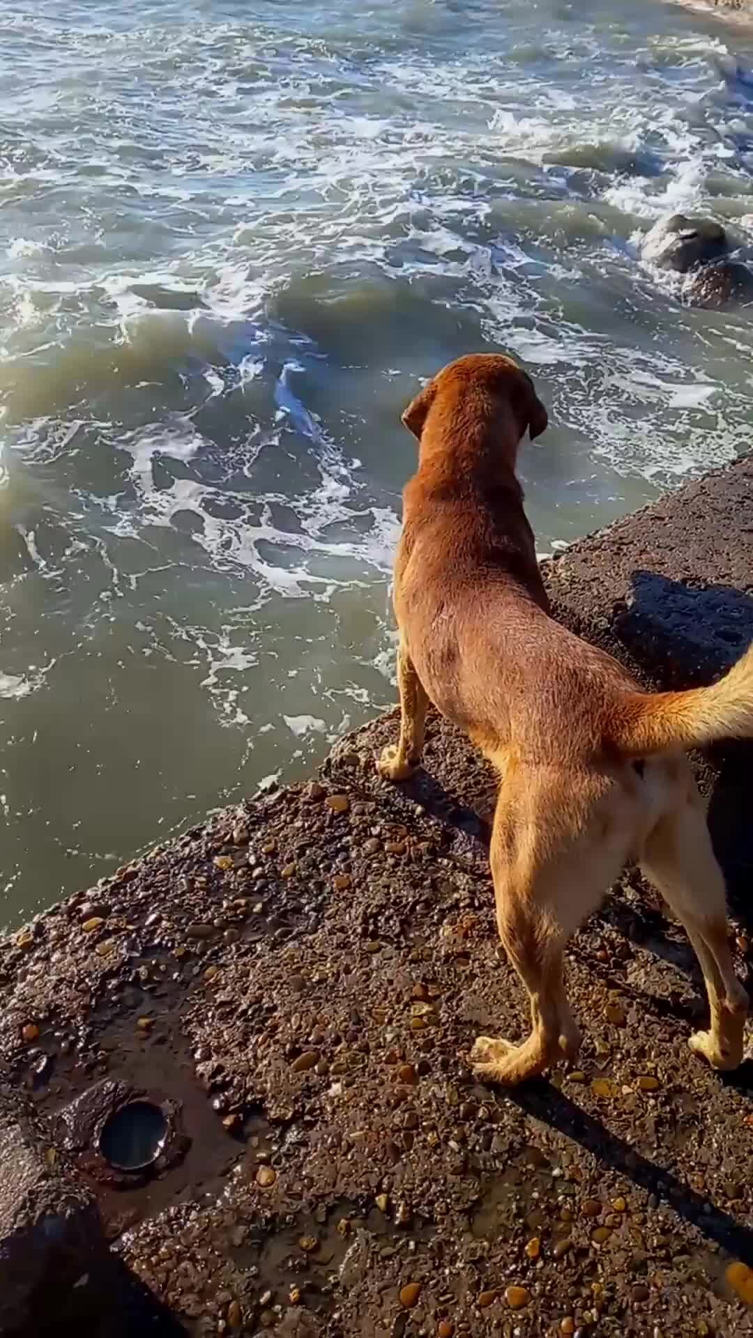 Морские собаки