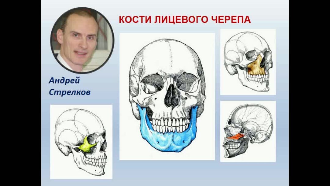 Форма костей лицевого черепа. Андрей Стрелков анатомия. Череп лицевой 6пар. Кости лицевого черепа видео. Кости лицевого черепа первичные или вторичные.