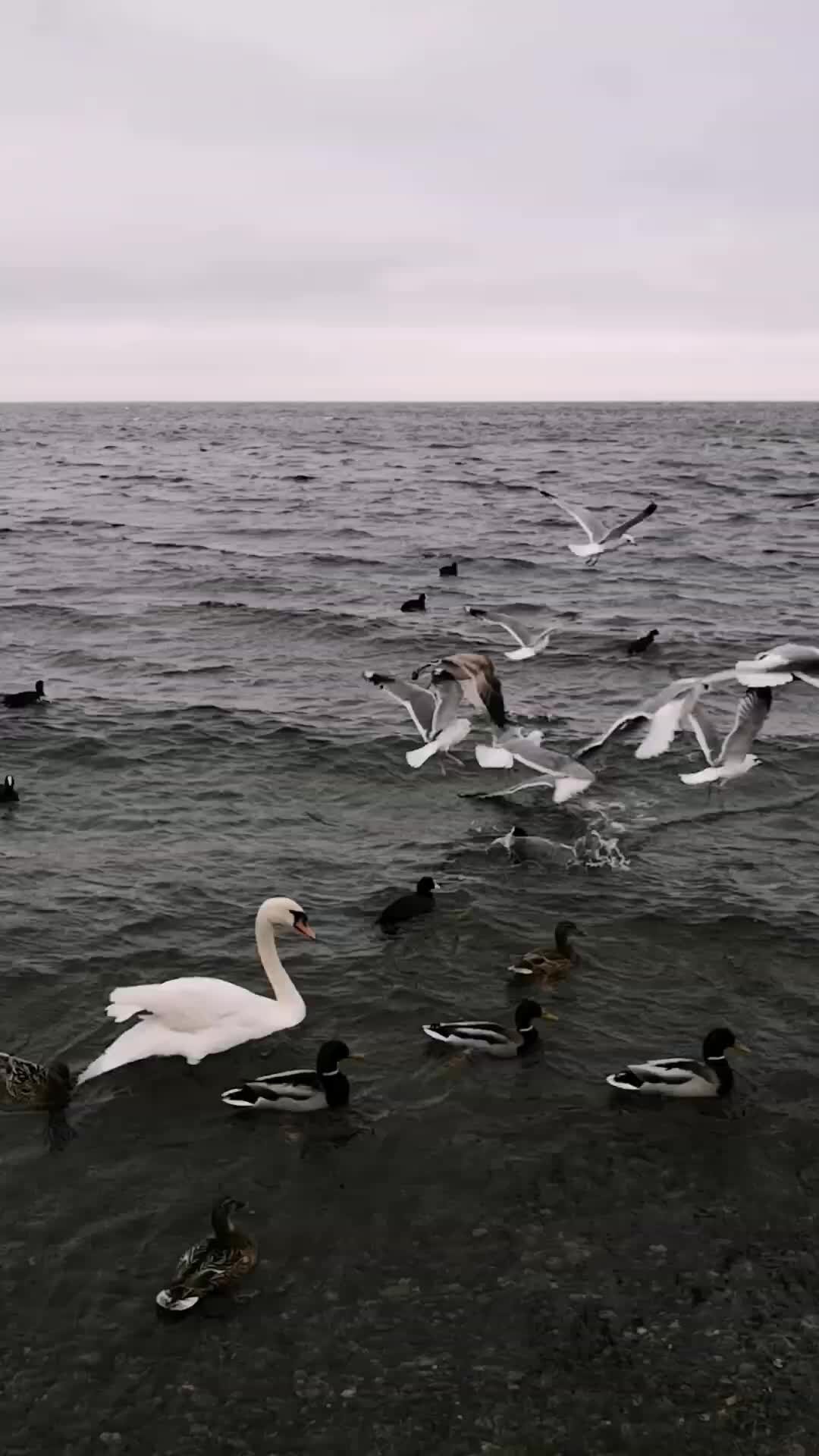 Птицы черного моря