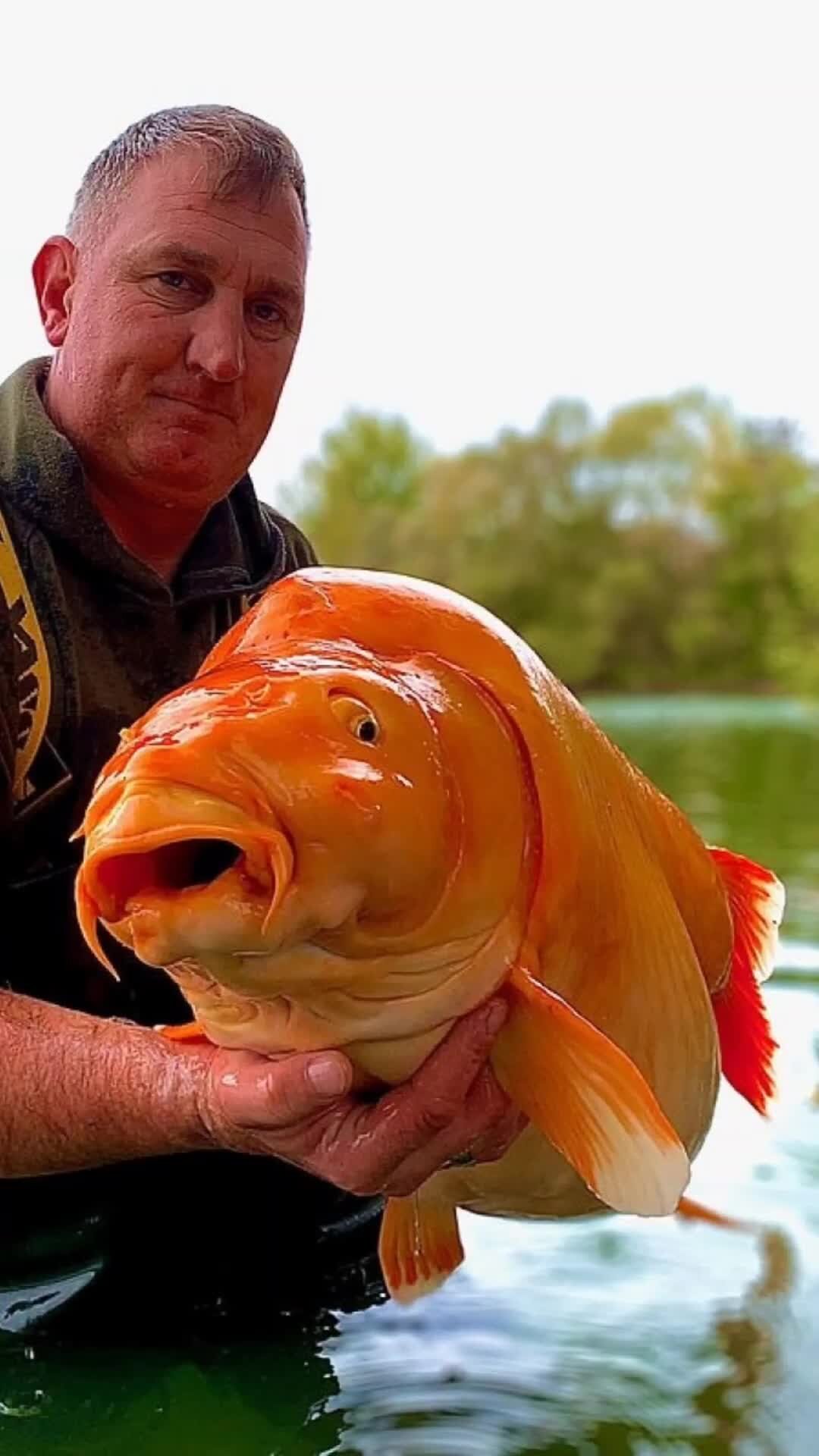 3D-ламбрекен «Золотая рыбка», цвет мульти / Арт. 