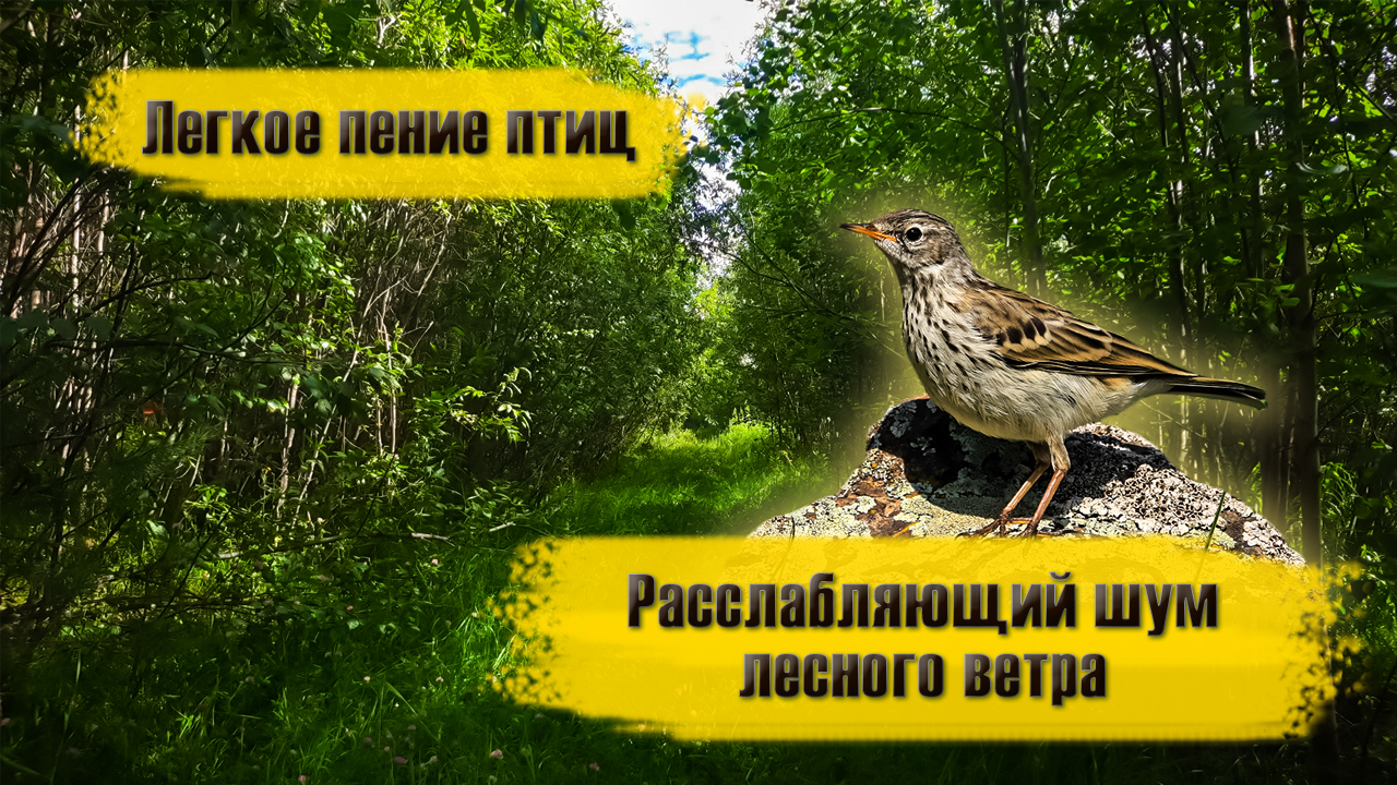 Лесная прохлада. Пруд в обидимо тула. Шум леса и пение птиц для сна. Звуки птиц и шум леса. Фоновый звук леса.