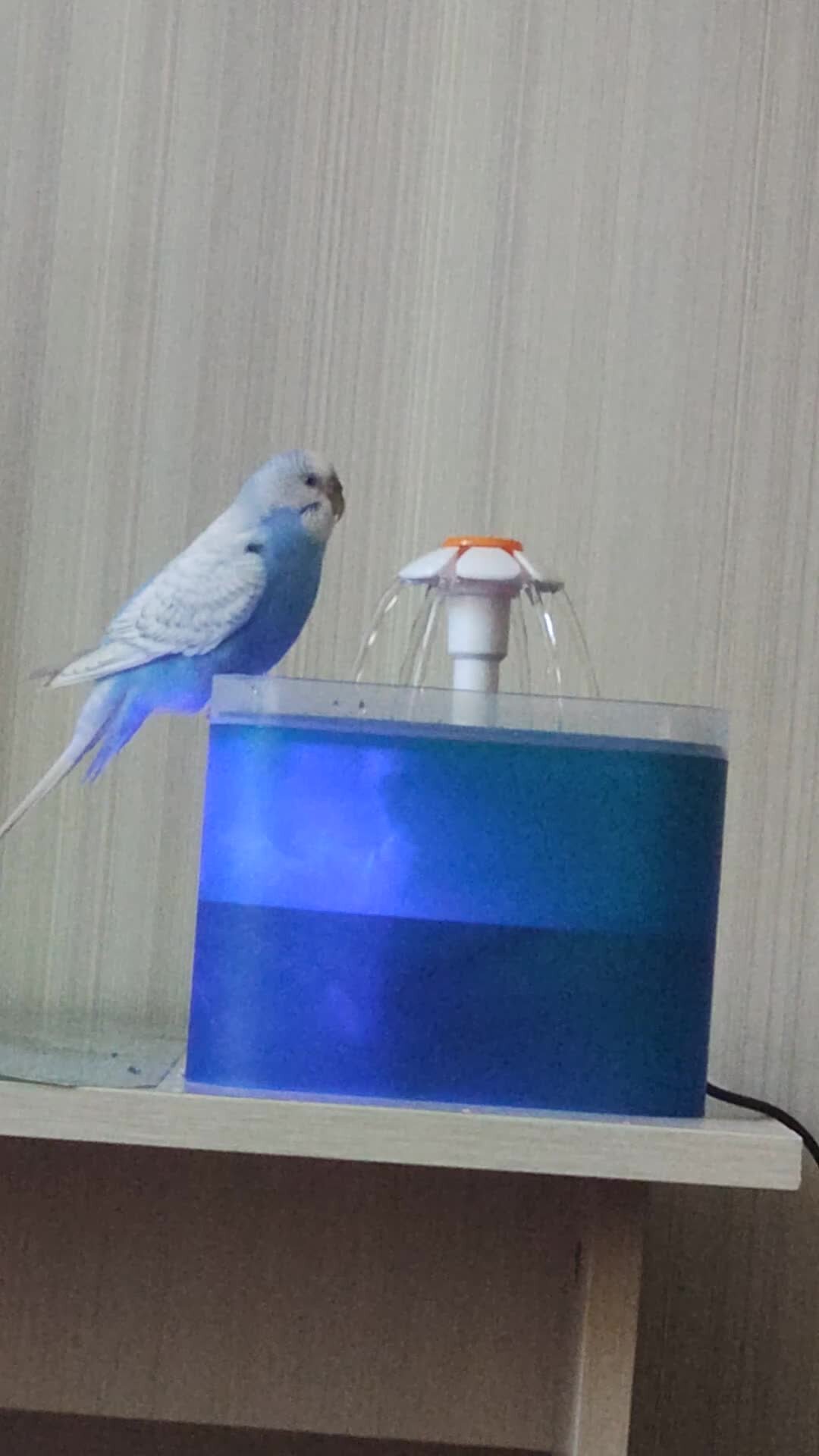 Заказать купалку с фонтаном для попугаев в уральские-газоны.рф от руб. за штуку