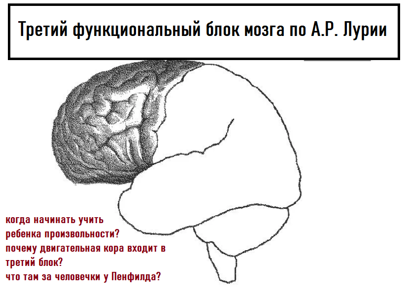 Центр лурия отзывы. 1 Блок мозга Лурия. Блоки мозга по Лурия 1 блок. Три блока мозга Лурия. Функциональные блоки мозга по а.р Лурия.