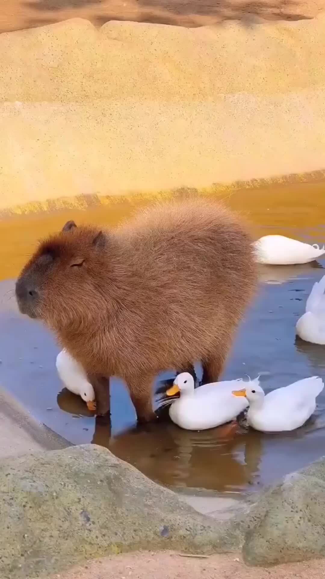Капибара в цветах