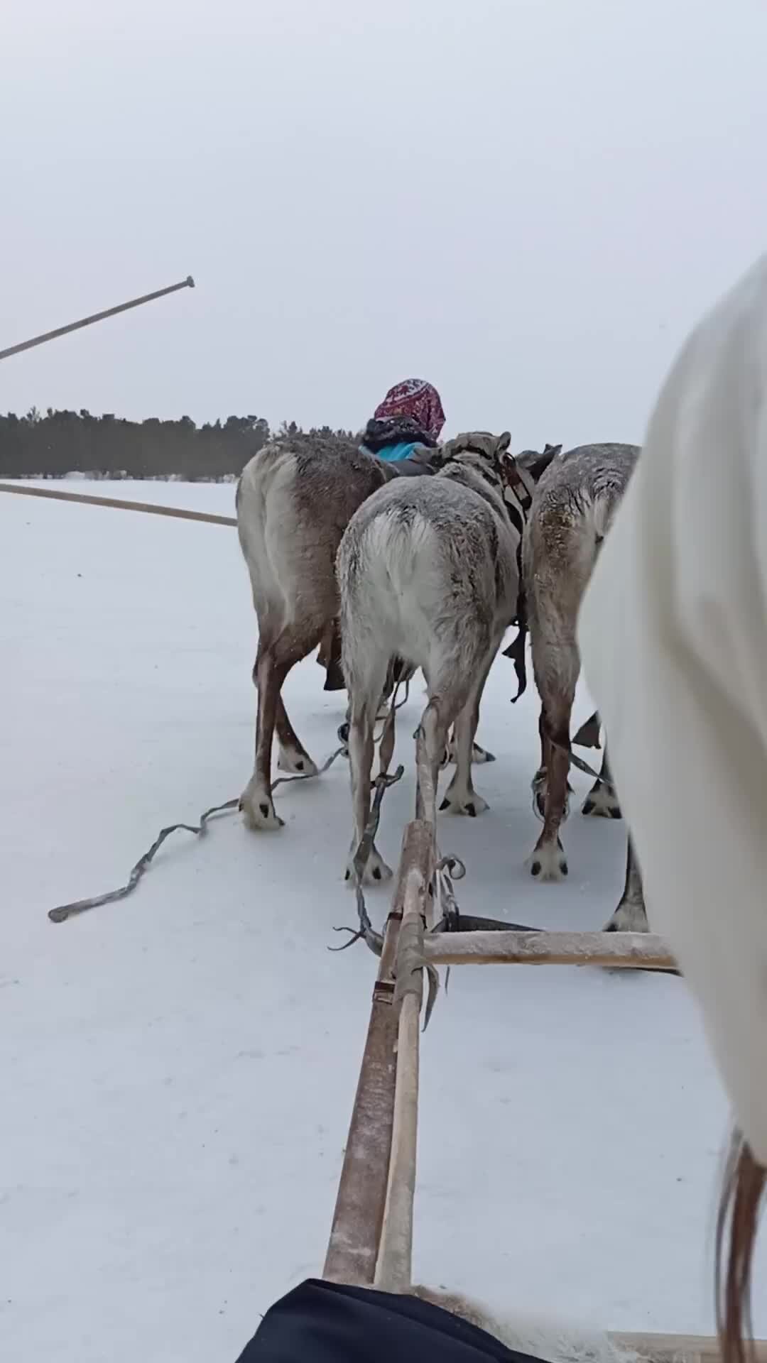 На олене утром ранним