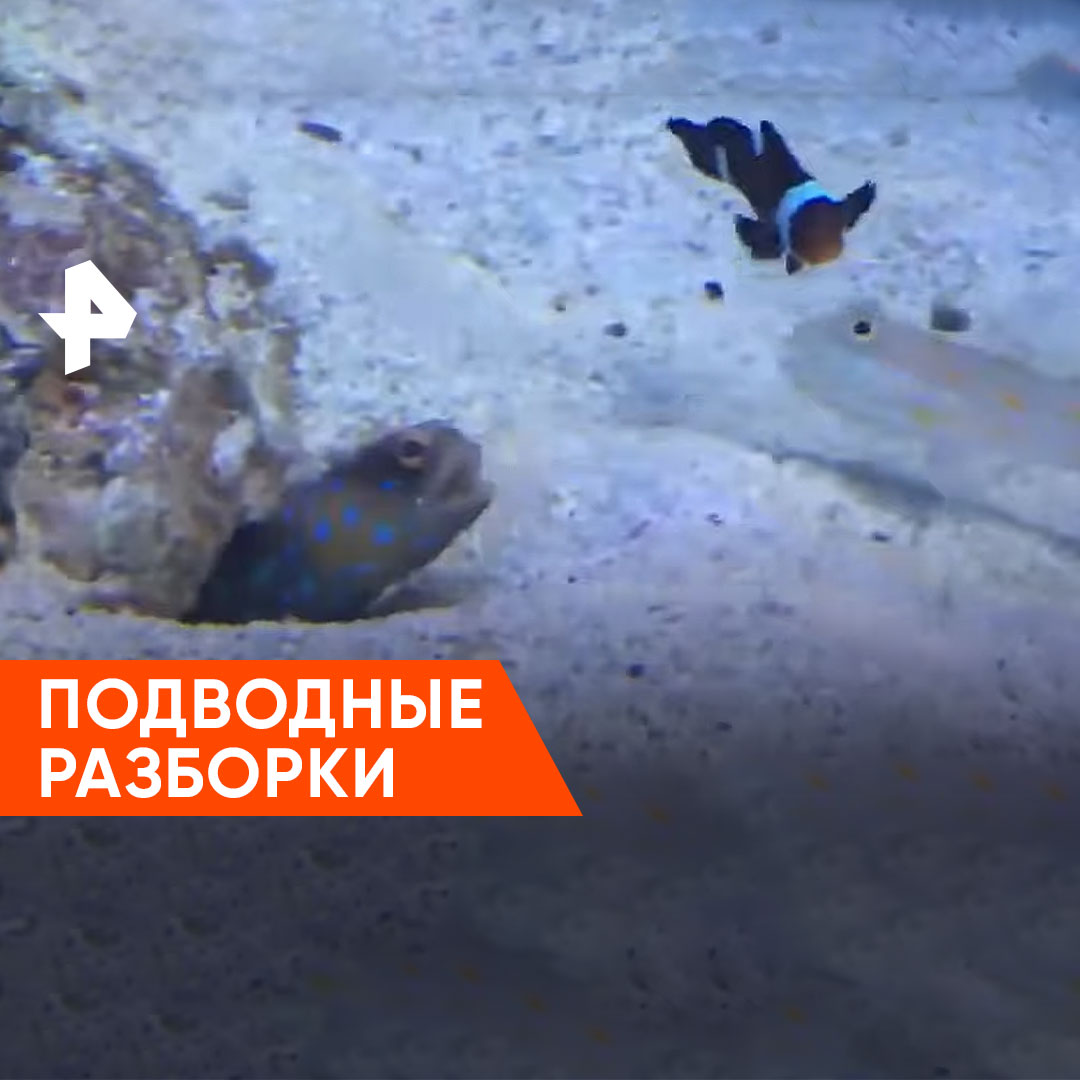 ремонт и разборка подводной видеокамеры fl180pr. глубина погружения. подводный разобрать. подводная камера неисправности. подводный разобрать.