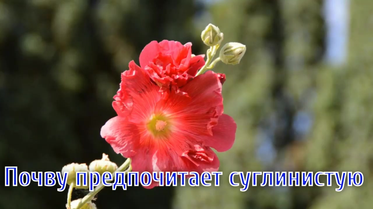 жасмин чубушник. сирень амурская кустарник. чубушник юстинка. цветет ли первый год. жасмин чубушник.