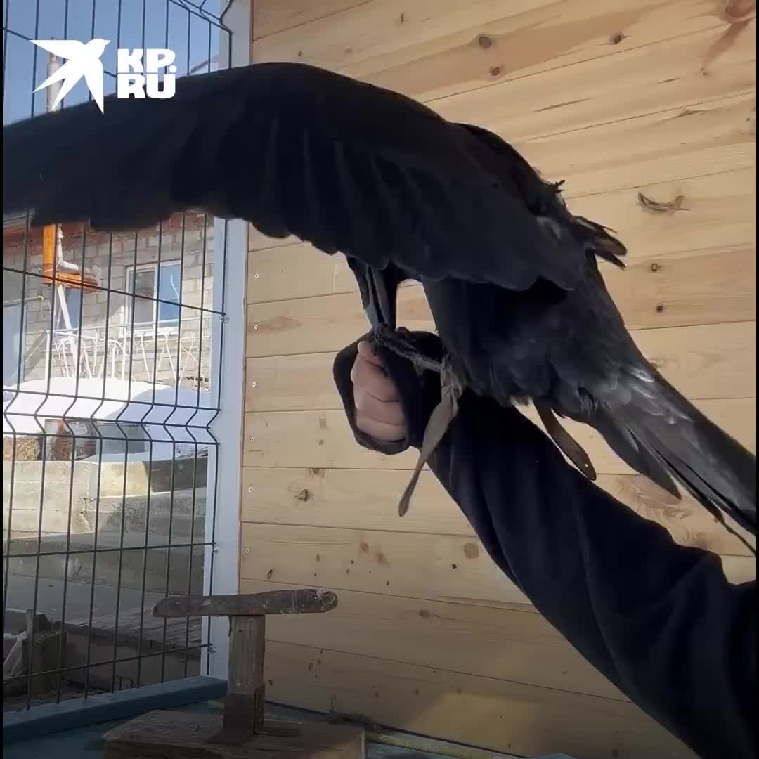 Crow пермь. Crow пермь