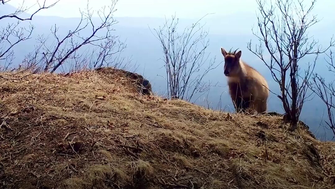 Картинки амурский горал