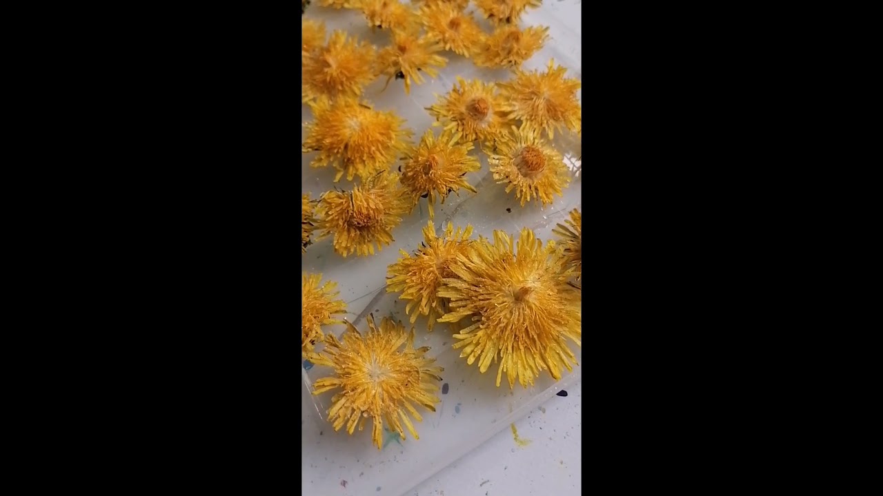 Как высушить одуванчик. Как легко высушить одуванчик. Как засушить одуванчик. Сушка одуванчика. Засушенные цветы для чая.