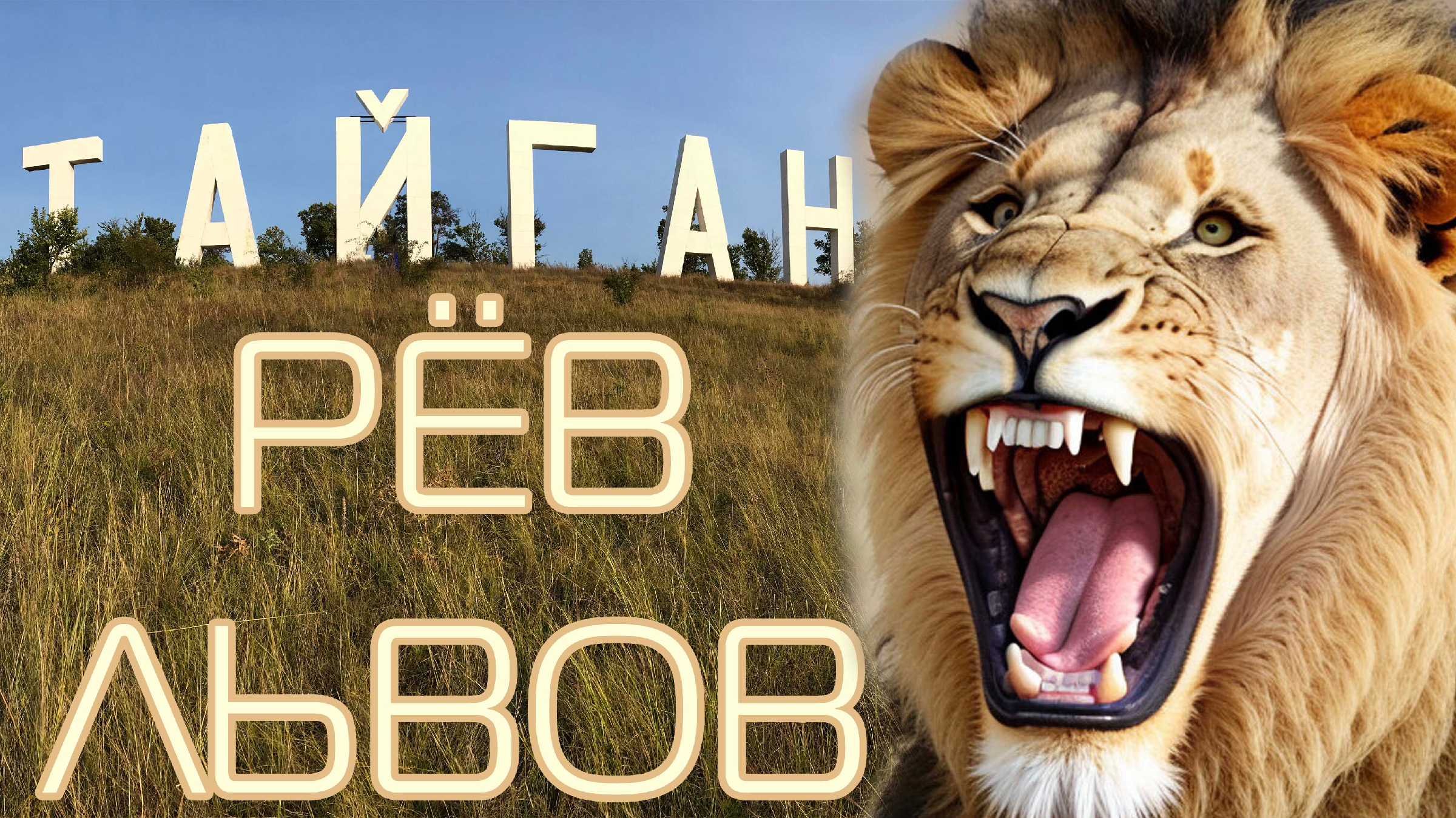 Лев исполняет. Мягкая игрушка колонка. Лев лещенко. Лев крупным планом. Дрессированные львы.