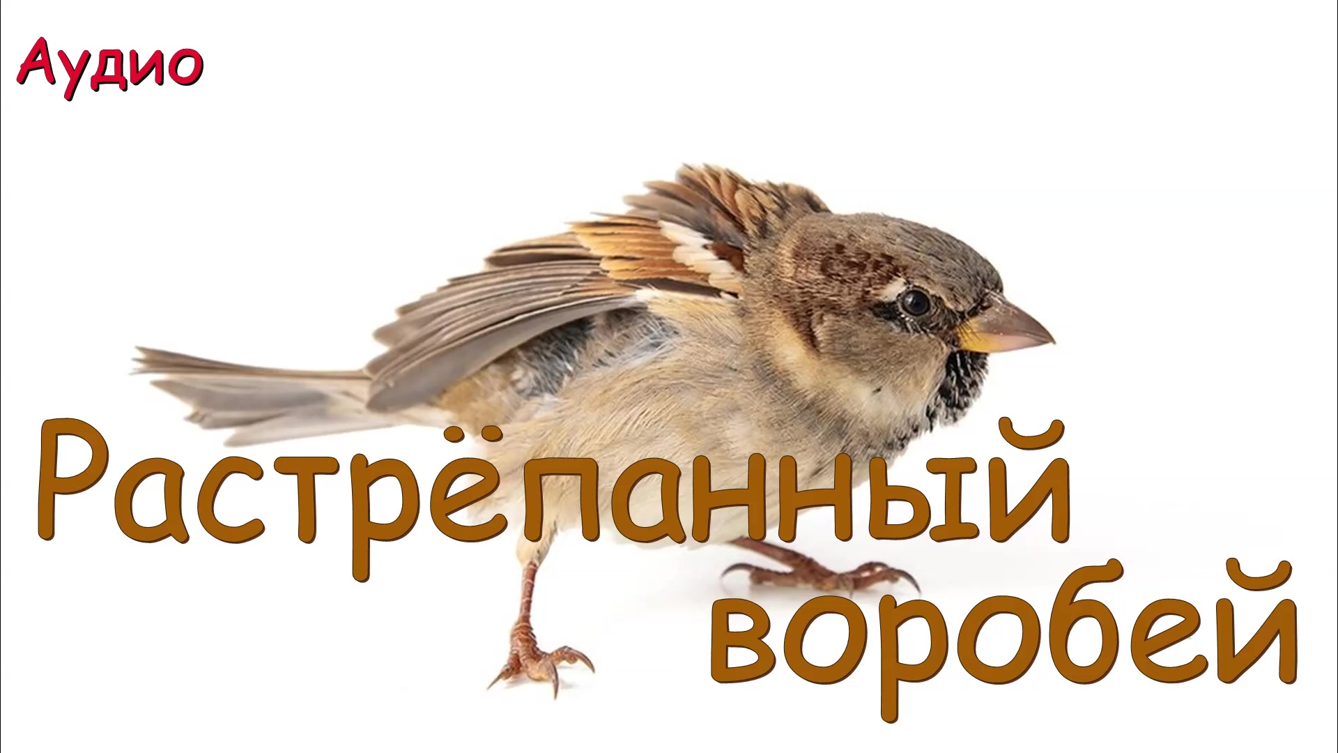 К паустовский растрепанный воробей слушать. Растрепанный Воробей. Растрепанный Воробей Паустовский. Воробей Пашка. Всклокоченный Воробей.