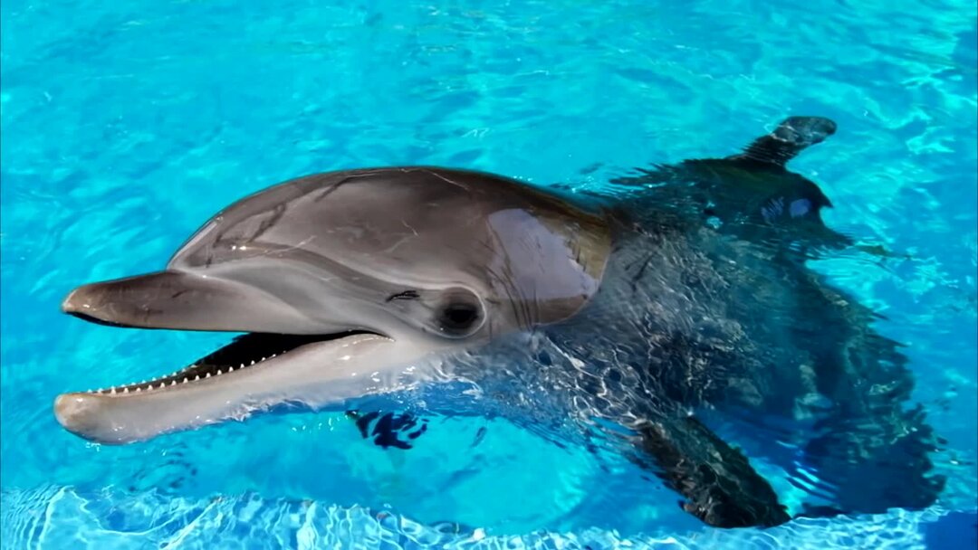 Дельфин живет в воде. Дельфин. Дельфины в бассейне. Бассейн Дельфин. Кожа дельфина.