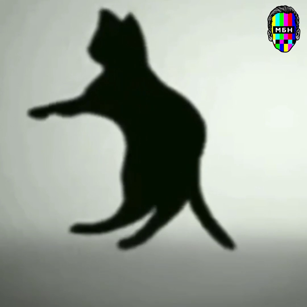 Котик крутится. Кошка крутится. Кот крутится. Черный кот вращается. Кот крутится под китайскую музыку