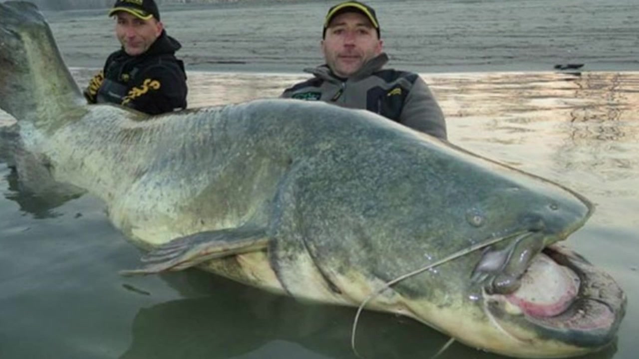 Самая большая рыба в калининградской области. Меконгский гигантский сом. Обыкновенный сом 400 кг. Самый большой выловленный сом в мире.
