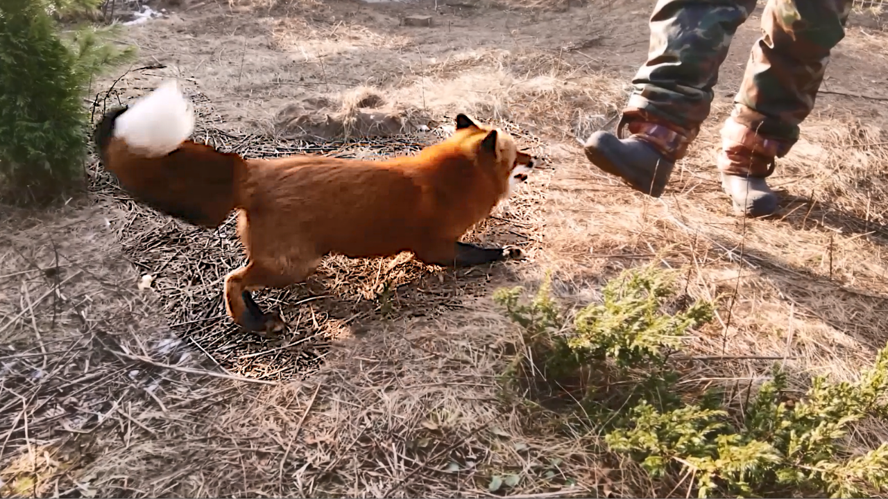 бешеная лиса. лиса нападает на человека. нападают ли лисы. нападают ли лисы. бешеные лисы нападают на людей.