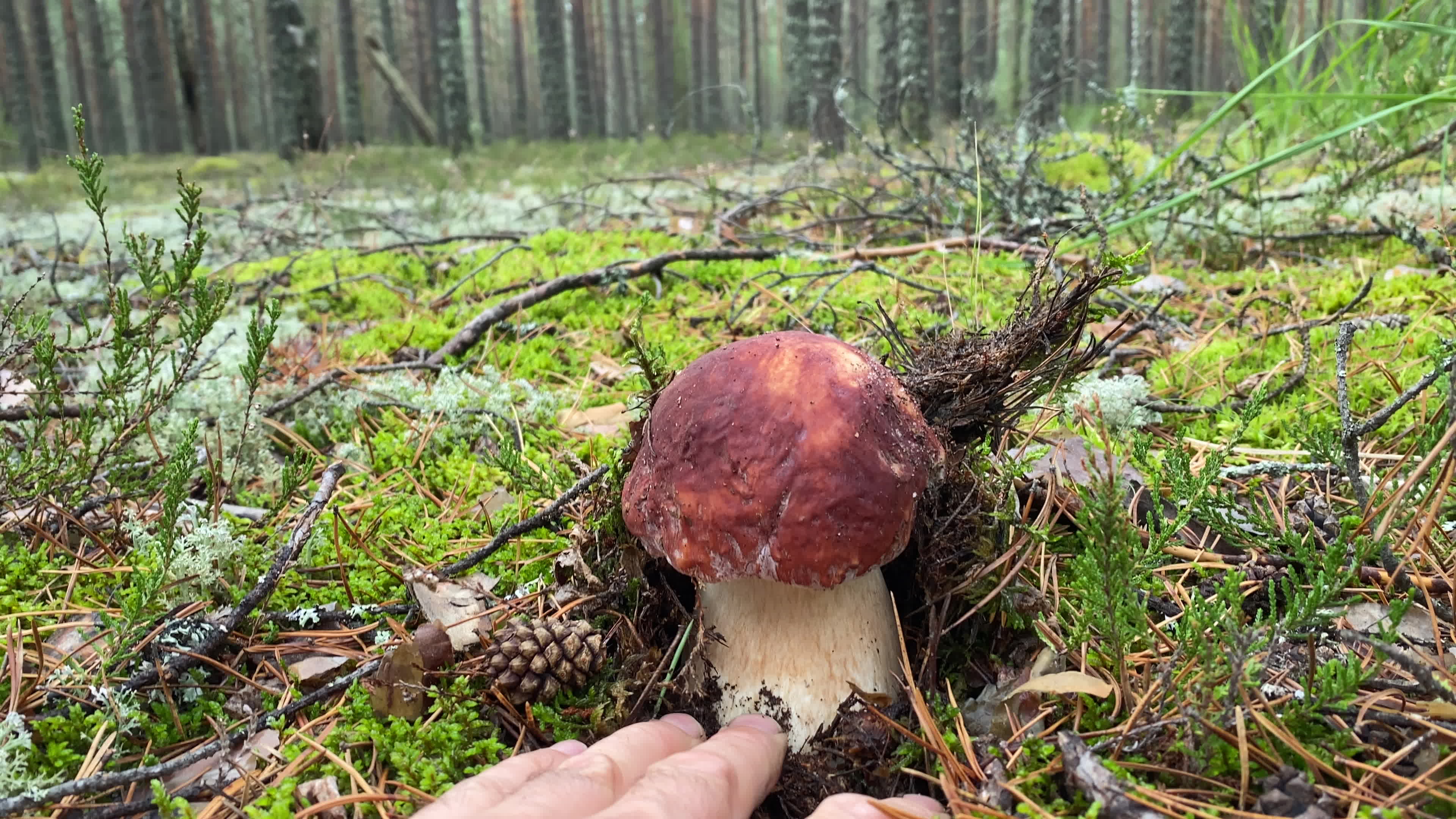 гриб красавец предложение