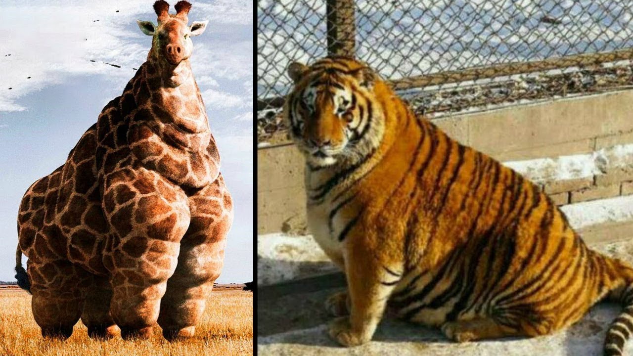 Какое животное самое толстое. Самое жирное животное. Самое толстое животное в мире. Жирные звери.
