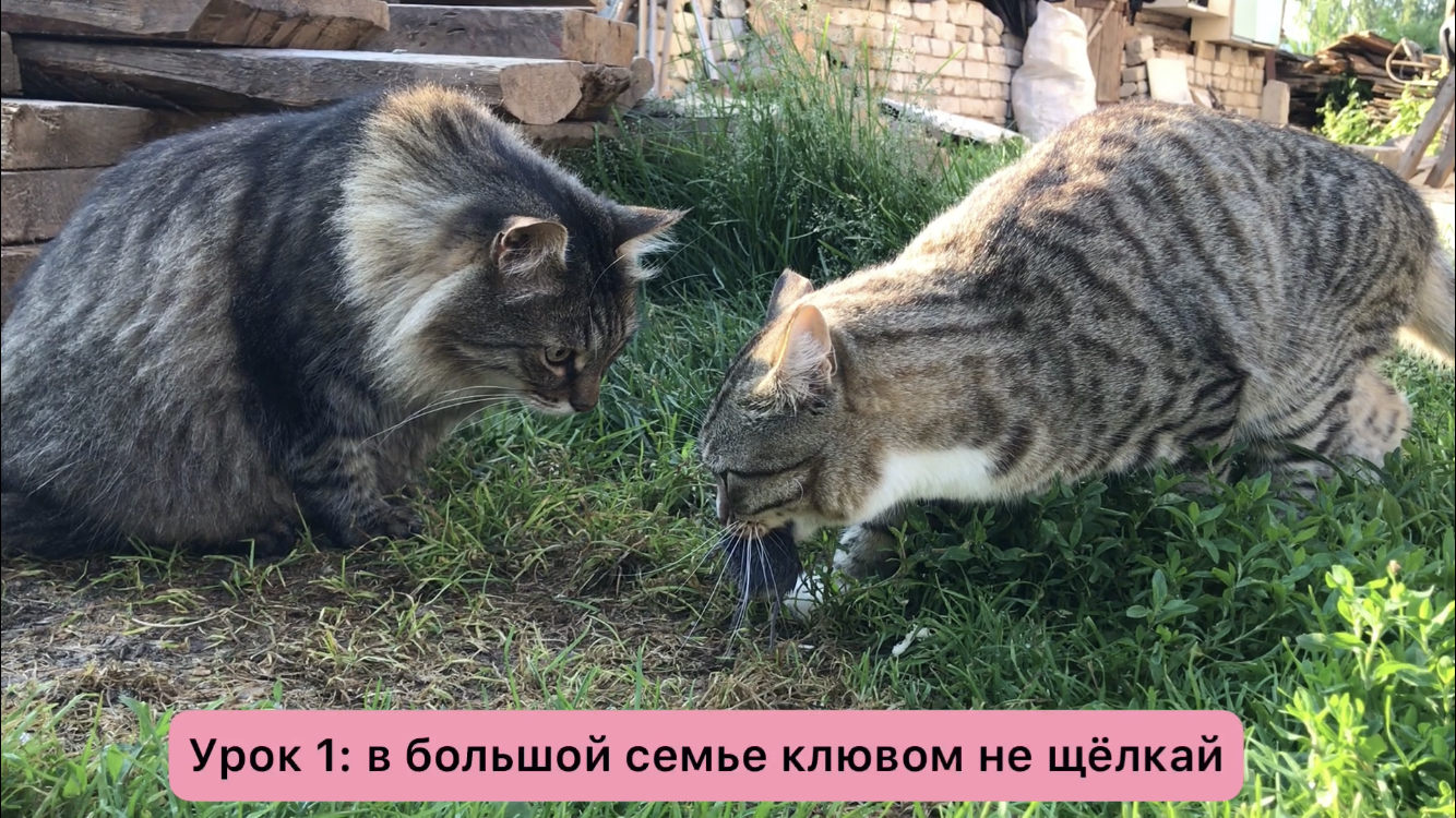 Кот дома марсик. Кот дома марсик. Кот дома марсик и васька. Кошка наводит марафет. Марсики.