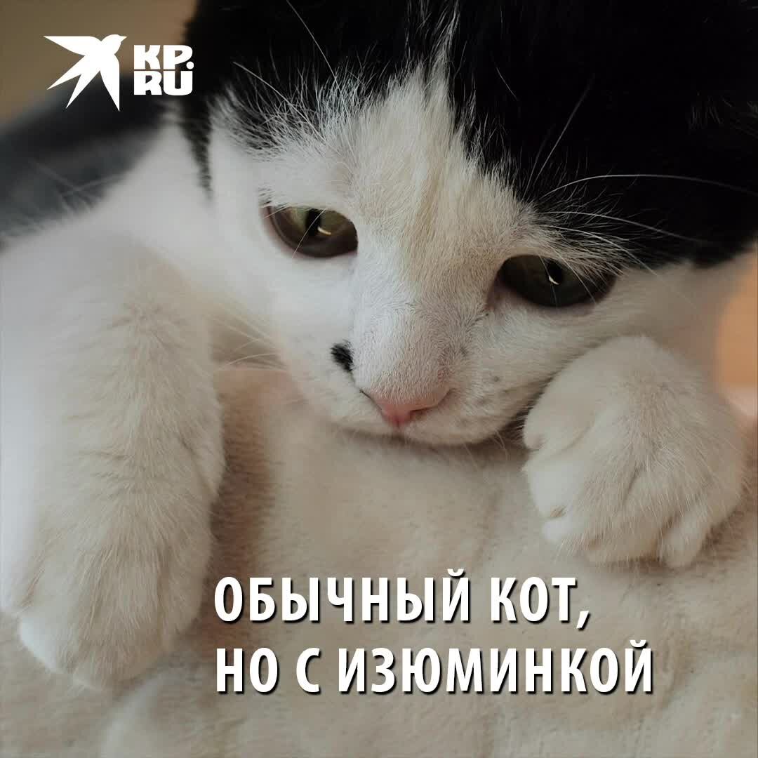 Кот василек. Котики Бурятии. Кот с карликовостью. Кот в сапогах грустные глаза. Кот из Шрека с грустными глазами.