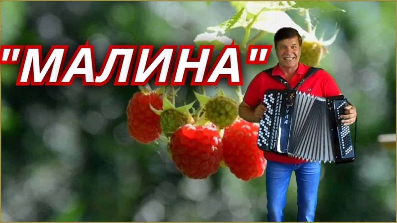 Песня малиновые свечи. Малина песня. Хава малина песня.