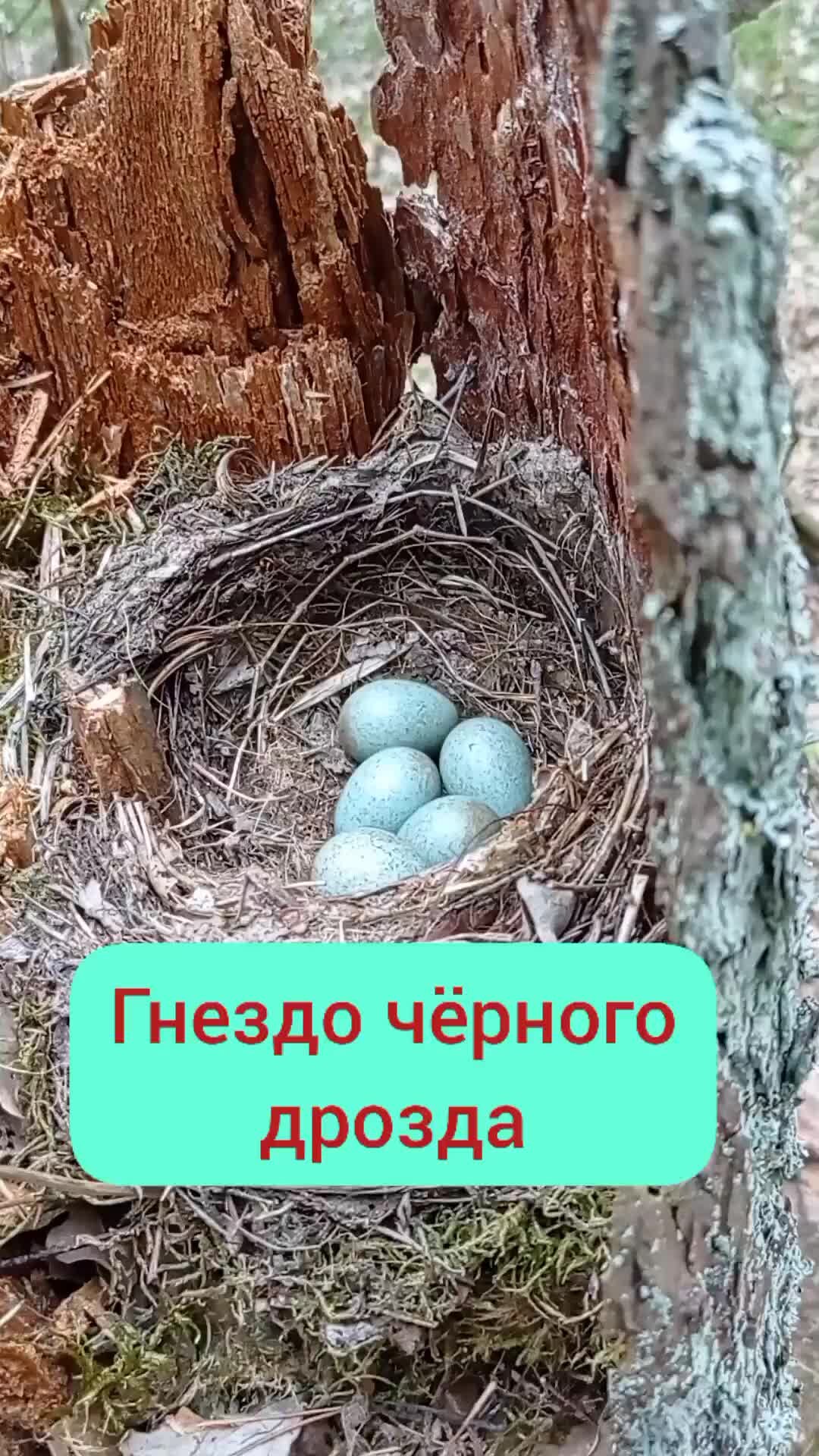 Природа и не только | Голубые яйца дрозда | Дзен