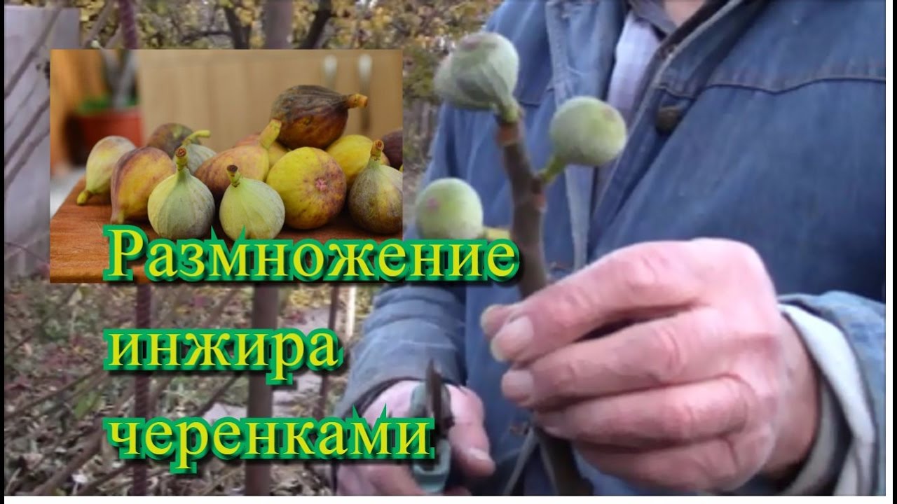 Как размножить инжир осенью. Размножение инжира отводками. Укоренение черенков инжира. Размножение инжира отводками. Как размножить инжир осенью.