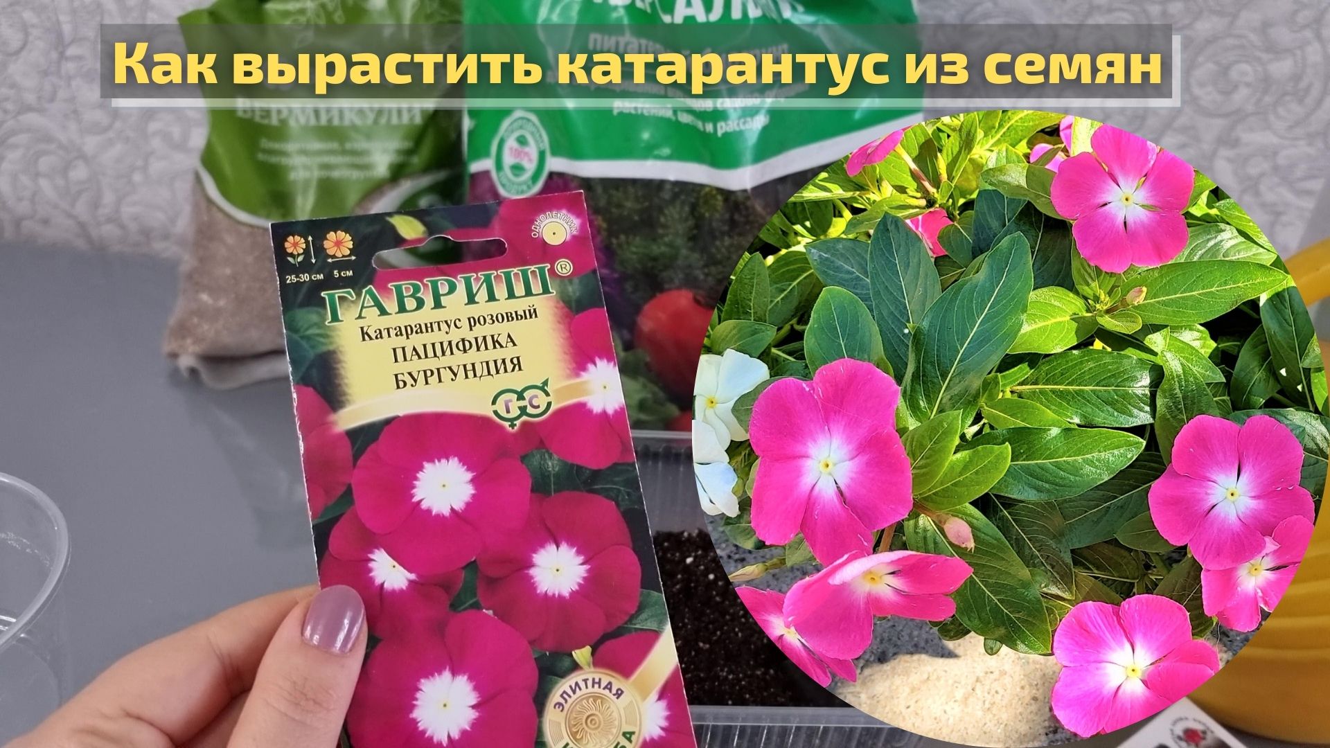 Выращивание катарантуса из семян на рассаду. Катарантус грейп. Катарантус Пацифика Лилак. Катарантус Альбус. Катарантус 10 семян.