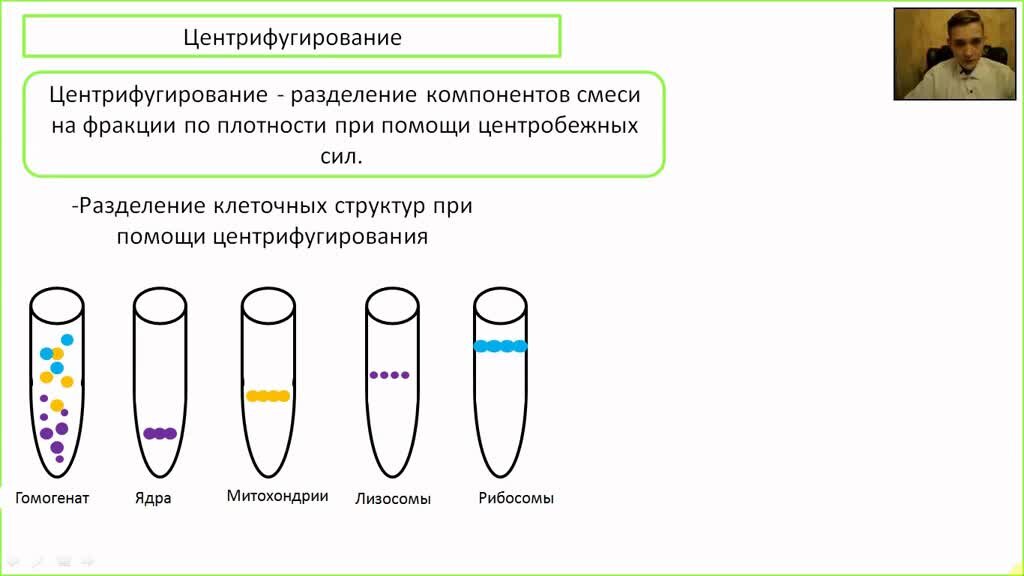 Центрифугирование в градиенте плотности