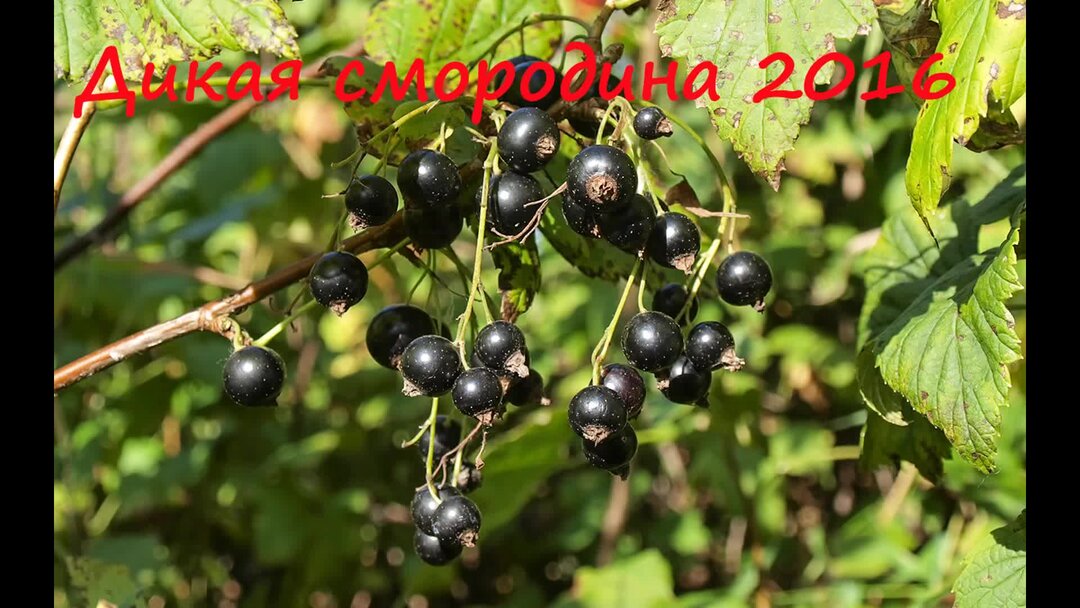 Лесная смородина репис