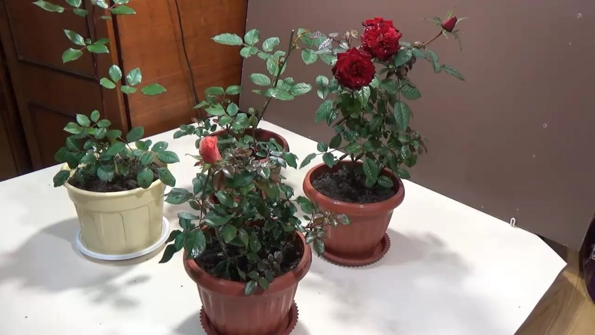 Как вырастить розу из бутона в домашних