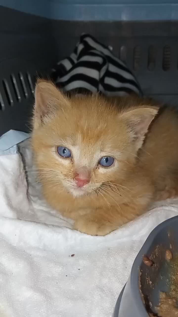 Пикабу animalrescueed