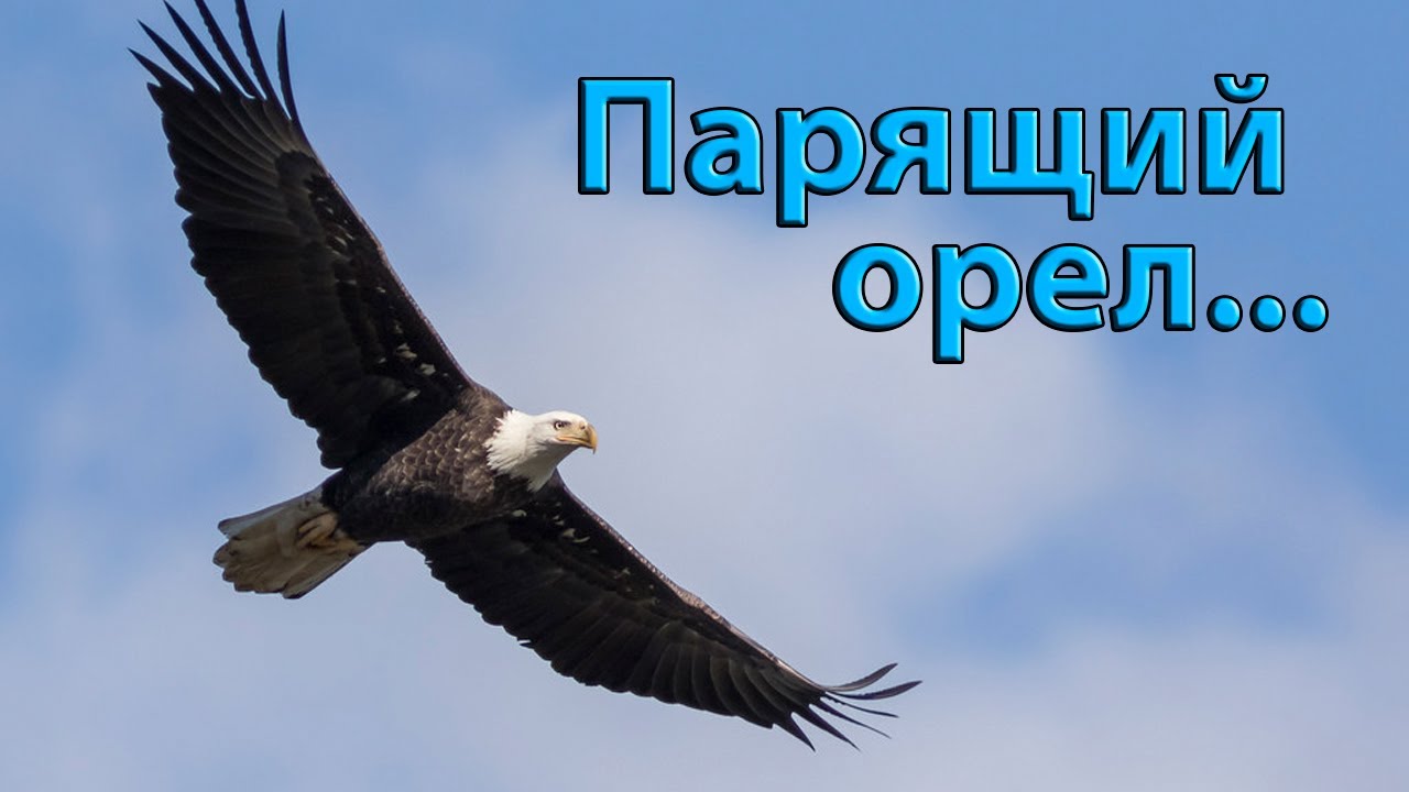 канюк хищная птица. белоголовый орлан анфас. степной канюк. орёл орлан белоголовый. песня про орла.
