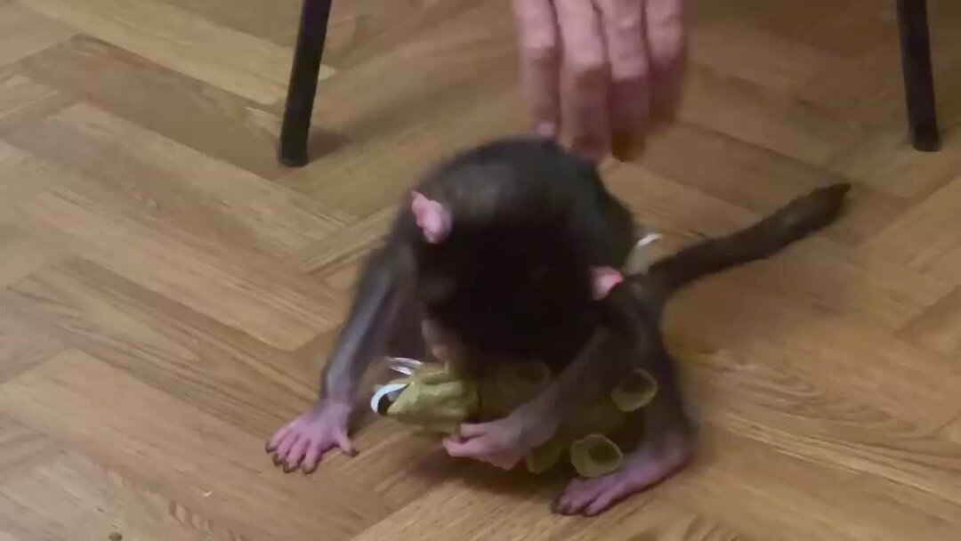 Попробуй отбери у Люськи ДИНОЗАВРА! | Гамадрил Люська и компания в ...