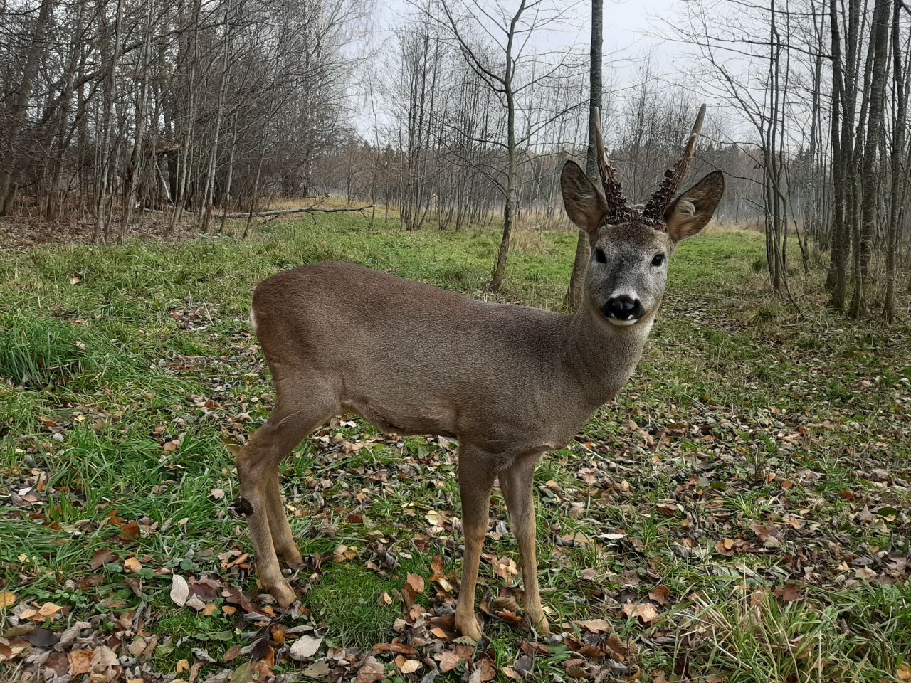 Сафари-парк в подмосковье. Подмосковный сафари парк. Подмосковный сафари парк можайское шоссе отзывы. Сафари-парк в подмосковье можайский район. Подмосковный сафари парк можайский район.